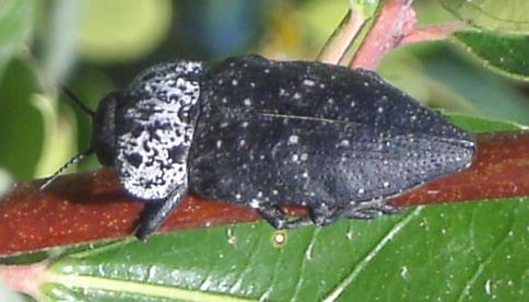 Capnodis tenebrionis e C. tenebricosa (Buprestidae)